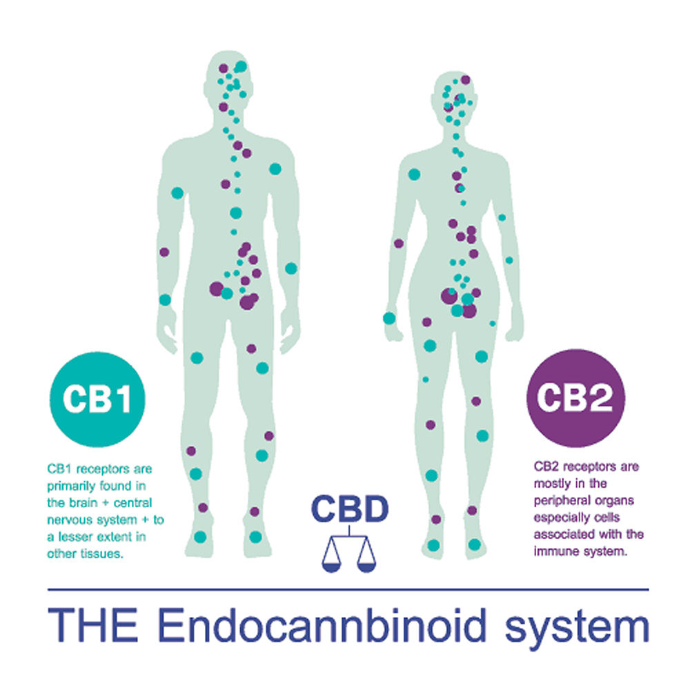 EndocannabinoidSystem